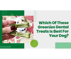 Which Of These Greenies Dental Treats Is Best For Your Dog? | free-classifieds-usa.com - 1