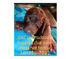 LABRADOODLE PUPPIES AVAILABLE  | free-classifieds-usa.com - 4