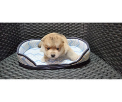 Pomsky  puppies for sale | free-classifieds-usa.com - 2
