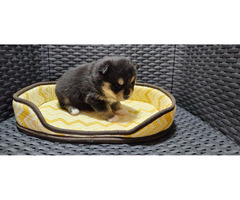 Pomsky  puppies for sale | free-classifieds-usa.com - 4