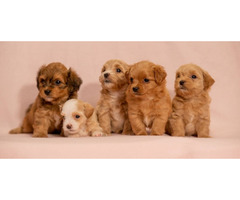 Havanese Bichon puppies | free-classifieds-usa.com - 1