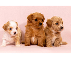 Havanese Bichon puppies | free-classifieds-usa.com - 2