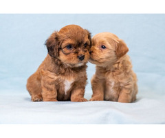 Havanese Bichon puppies | free-classifieds-usa.com - 3