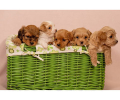 Havanese Bichon puppies | free-classifieds-usa.com - 4