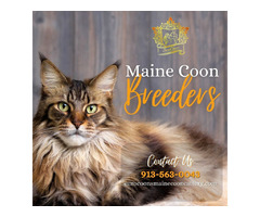 Maine Coon Breeders | free-classifieds-usa.com - 1