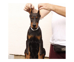 Doberman  puppies for sale | free-classifieds-usa.com - 1