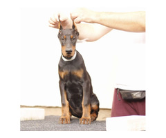 Doberman  puppies for sale | free-classifieds-usa.com - 2