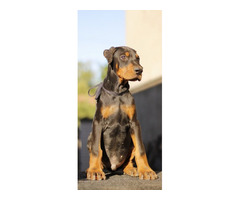 Doberman  puppies for sale | free-classifieds-usa.com - 4