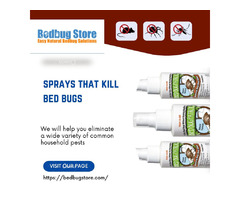 Sprays That Kill Bed Bugs | free-classifieds-usa.com - 1