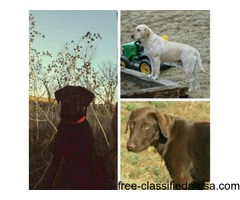 3 Labs Missing | free-classifieds-usa.com - 1