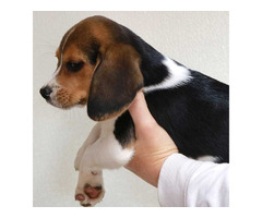 Adopt an adorable beagle from Diamond J Farms | free-classifieds-usa.com - 1
