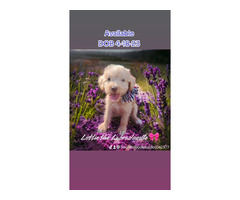 LABRADOODLE PUPPIES AVAILABLE  | free-classifieds-usa.com - 2