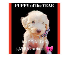 LABRADOODLE PUPPIES AVAILABLE  | free-classifieds-usa.com - 3