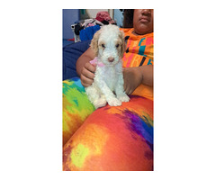 CKC Standard Poodle puppies available  | free-classifieds-usa.com - 1