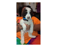 CKC Standard Poodle puppies available  | free-classifieds-usa.com - 4