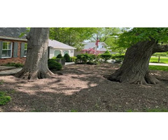 Tree Removal Service in North Royalton OH - JamesTree, LLC | free-classifieds-usa.com - 3