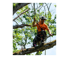 Tree Care Winter Park | Emergency Tree Removal - Clayton's Quality Tree Service | free-classifieds-usa.com - 1