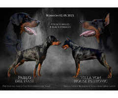 Doberman puppies for sale | free-classifieds-usa.com - 1