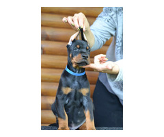 Doberman puppies for sale | free-classifieds-usa.com - 2