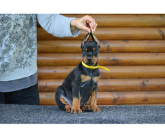 Doberman puppies for sale | free-classifieds-usa.com - 3