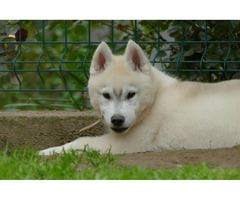 Siberian Husky BEAUTIFUL puppy | free-classifieds-usa.com - 1