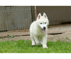 Siberian Husky BEAUTIFUL puppy | free-classifieds-usa.com - 2