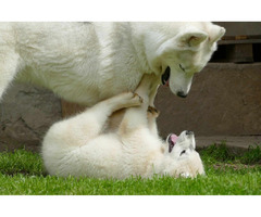 Siberian Husky BEAUTIFUL puppy | free-classifieds-usa.com - 4