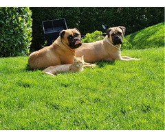 Bullmastiff puppies  | free-classifieds-usa.com - 1