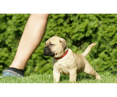 Bullmastiff puppies  | free-classifieds-usa.com - 3