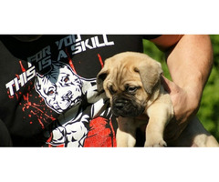 Bullmastiff puppies  | free-classifieds-usa.com - 4