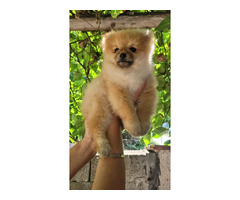 Pomeranian BOO teddy bears, Pomeranian Spitz puppies | free-classifieds-usa.com - 1