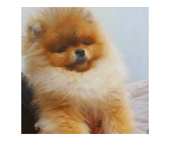 Pomeranian BOO teddy bears, Pomeranian Spitz puppies | free-classifieds-usa.com - 4