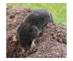 Services for ground mole removal  | free-classifieds-usa.com - 1