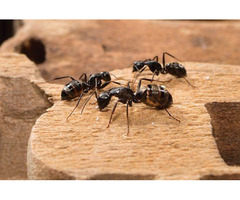 Ant Pest Control Service | free-classifieds-usa.com - 1