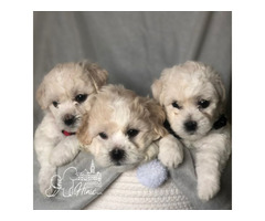 Bichon Frise puppies | free-classifieds-usa.com - 1