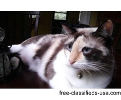 Lost Cats ! | free-classifieds-usa.com - 1