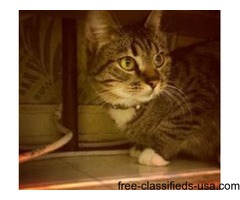 Lost Cats ! | free-classifieds-usa.com - 2