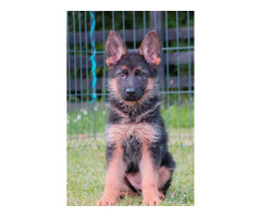 German Shepherd puppies | free-classifieds-usa.com - 3