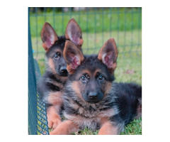German Shepherd puppies | free-classifieds-usa.com - 4