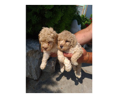 Poodle puppies | free-classifieds-usa.com - 1