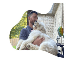 Adorable and Healthy Doodle Dogs For Adoption - Best Price! | free-classifieds-usa.com - 2