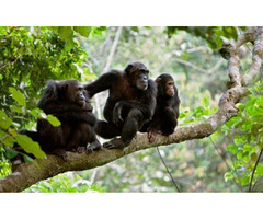Rwanda Gorilla Trekking and Safari Tours | free-classifieds-usa.com - 1
