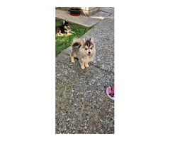 Pomsky  BEAUTIFUL puppies | free-classifieds-usa.com - 2