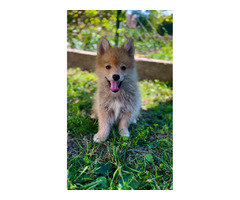 Pomsky  BEAUTIFUL puppies | free-classifieds-usa.com - 3