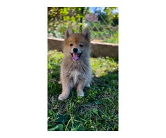 Pomsky  BEAUTIFUL puppies | free-classifieds-usa.com - 4