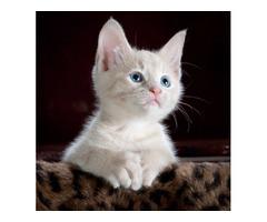 Adopt a furry friend: Loving Homes are Available from the Cat Shelter! | free-classifieds-usa.com - 4