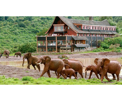 Tanzania Wildlife Experience | free-classifieds-usa.com - 1