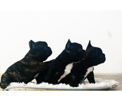 French bulldog puppies   | free-classifieds-usa.com - 1