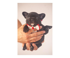 French bulldog puppies   | free-classifieds-usa.com - 3