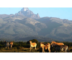 Kenya Migration Safari | free-classifieds-usa.com - 1